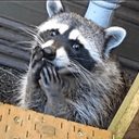 이상한 나라의 새우깡