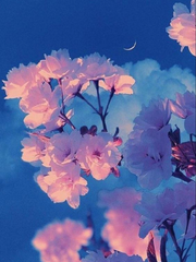 사랑하는 나의 벚꽃에게