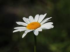 데이지의 꽃말은...