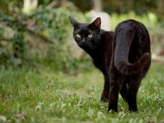 [슬램덩크] 휴일과 고양이와 농구공