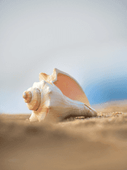 사람 먹는 조개