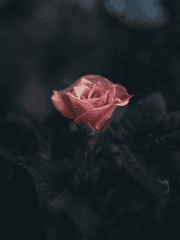 그 영혼이 구원받기를