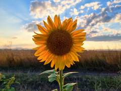 [준상] My Bloom 上