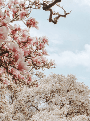 화산귀환_단편 [범고래]