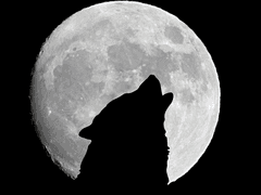 그 여름밤의 꿈 - #010