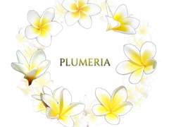 여름여름한 플루메리아 꽃 브러쉬