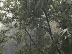 [타마네지] 장마 속 하교