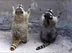 하이큐 수인 고등학교 02