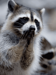 하이큐 수인 고등학교