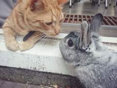 🐶🐰🐱