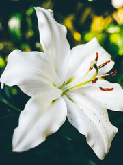 [GL] 절대 빼앗고 싶은 소꿉친구