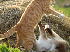 너의 낯짝은 .03