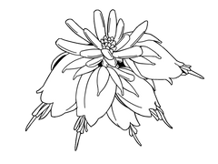 [무료] 히스 꽃 선화 클튜 브러쉬&PNG