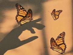 날지 못하는 날개라면