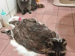 하이큐 수인 고등학교 03