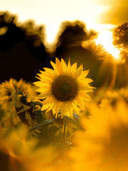 유키야나기 히요리