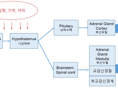 [신경정신과] 스트레스와 신경내분비계