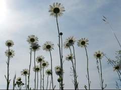 씨뿌리는 농부처럼