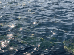 여름에 생긴 일