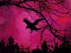 칼리드 쿼츠 7학년