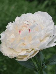 Paeonia suffruticosa