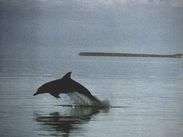 파도가 잠든 밤