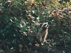 ㅍㅋㄹ님 감상문 커미션