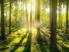 [GL] 숲속의 달링.