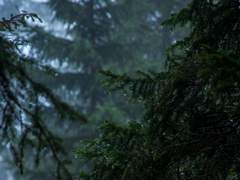 [태주나비] Rainy season in the woods