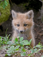 한 여름 밤의 꿈