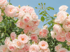 [아츠시 드림] 너와의 첫만남