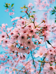 [조로산] 도리도리 잼잼