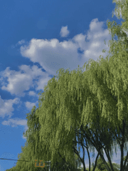 그 해 여름엔 비가 오지 않았다