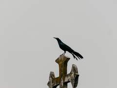 톰 리들 개인봇 역극 백업