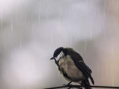 새가 날갯짓을 멈추면,