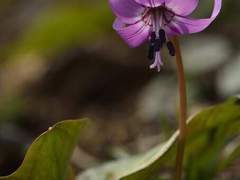 위험한 연애를 시작해 버렸어요...! 14