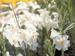 [풍신모정][풍모] Everything 下(完)