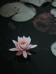 응달에 피는 꽃