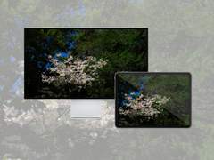 [배경화면]spring_03