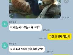 제 여친은 레서판다입니다.🐼ver. 후타쿠치 켄지