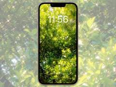 [무료 배경화면]forest_04