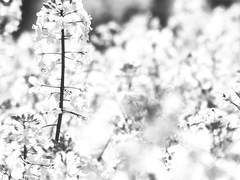 새하얀 꽃이 만개할 즈음.