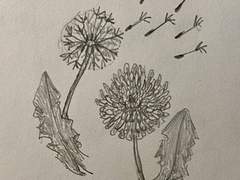 여름빛 민들레꽃