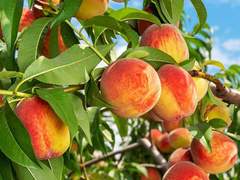 도자(桃子)나무-1