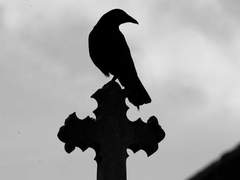 Dylis W. Sharon 🎨 Slytherin 🖌 Half Blood