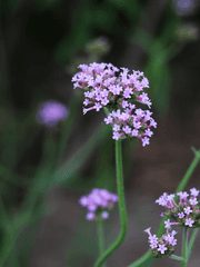 우리들만의 정의,버베나(verbena)