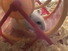 안녕. 나의 작은 햄스터야.