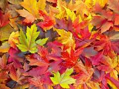 🍁 활주로를 달려 비상하는 단풍