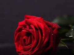 [현대 AU] 조직 보스 리프탄 & 클럽 가수 맥시밀리언 (2) - 리프탄의 이야기