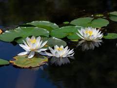 허백운ㅣXYㅣ22ㅣ인간